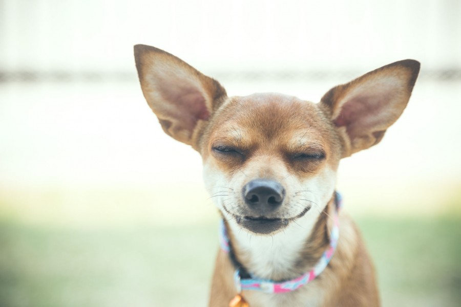 lede efter farvning Plante Kan smilende hunde få dig til at smile?